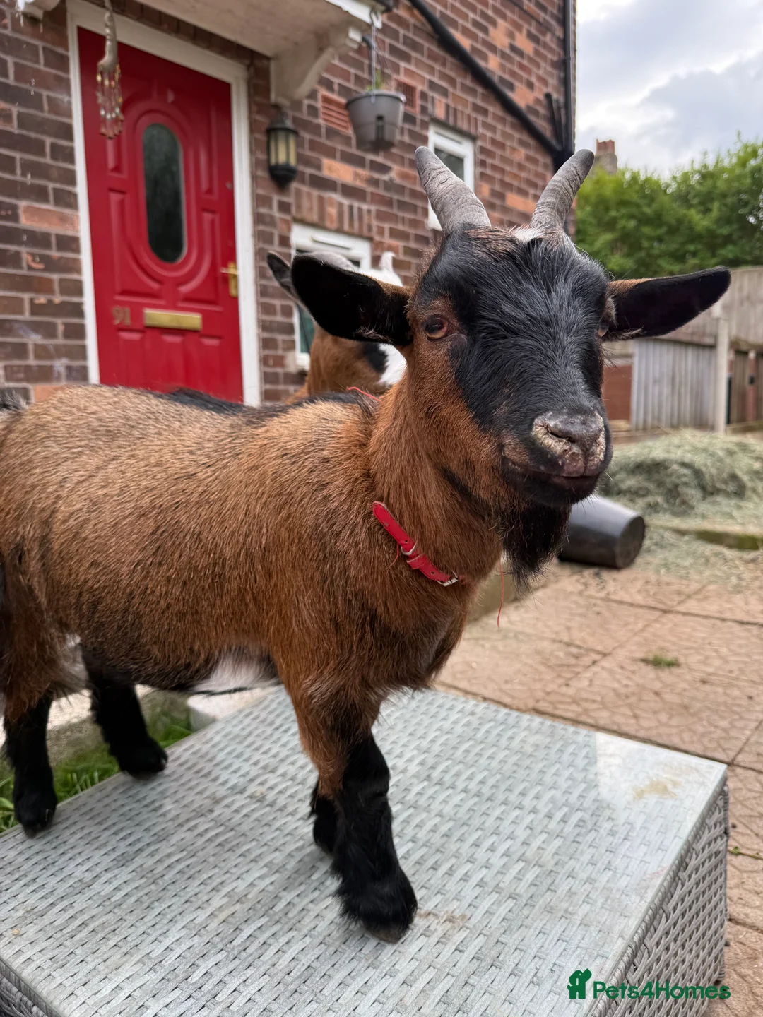 Goats livestock for sale: 2 Pygmy goats - Advert 3