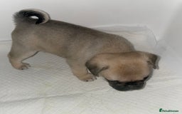 Pug dogs for sale: Pug Puppies  - Image 33
