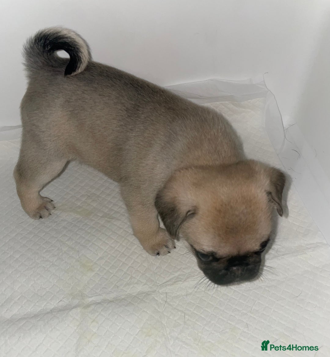 Pug dogs for sale: Pug Puppies  - Image 33