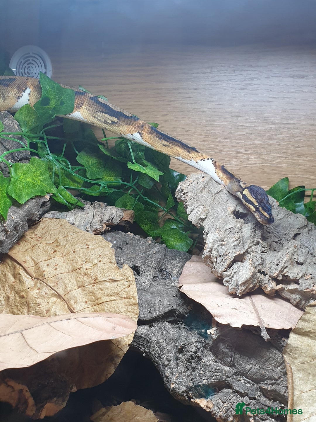 Python Snake reptiles for sale: Leopard Pied Male Royal Python plus full setup - Image 2