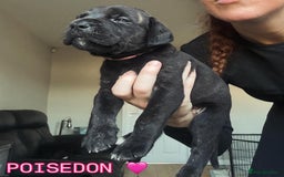 Cane Corso dogs for sale: READY REDUCED CANE CORSO - Image 26