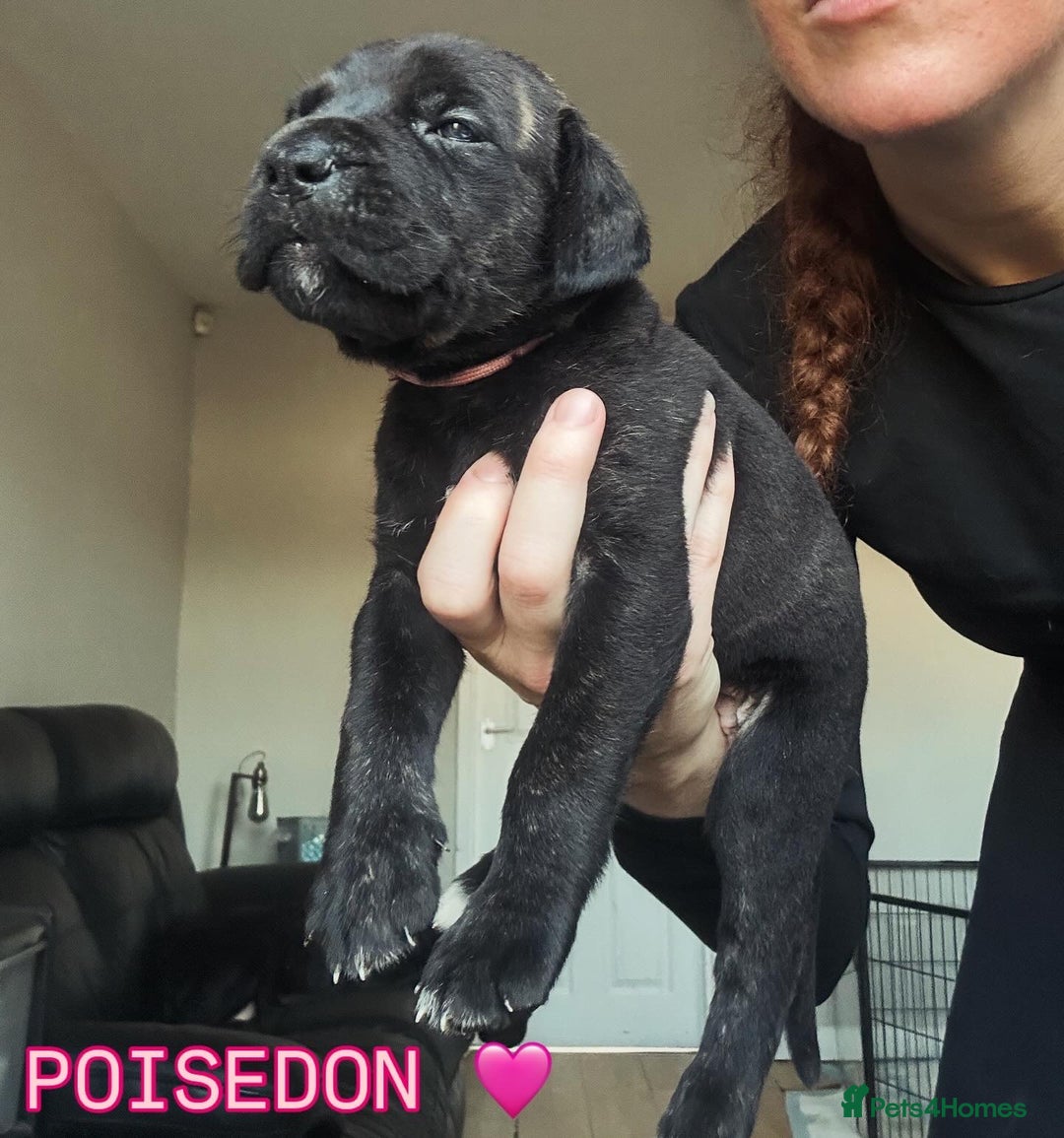 Cane Corso dogs for sale: READY REDUCED CANE CORSO - Image 26