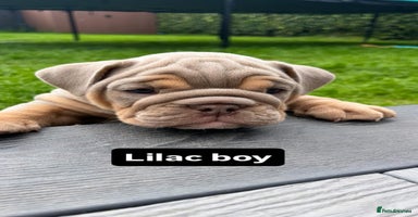 English Bulldog dogs - Advert 11