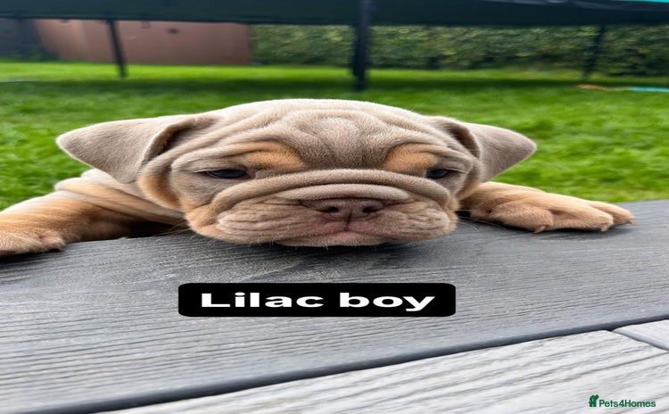 English Bulldog dogs - Advert 2