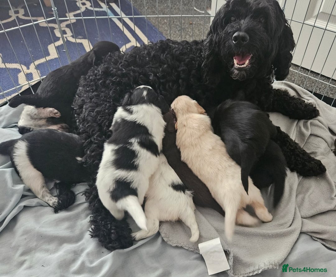Mixed Breed dogs for sale: Pomapoo puppies  - Image 5