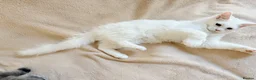 Maine Coon cats for sale:     Stunning Purebred Maine Coon Kitten - Advert 32