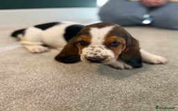 Basset Hound dogs for sale: Beautiful Basset Hound Puppies  - Image 18