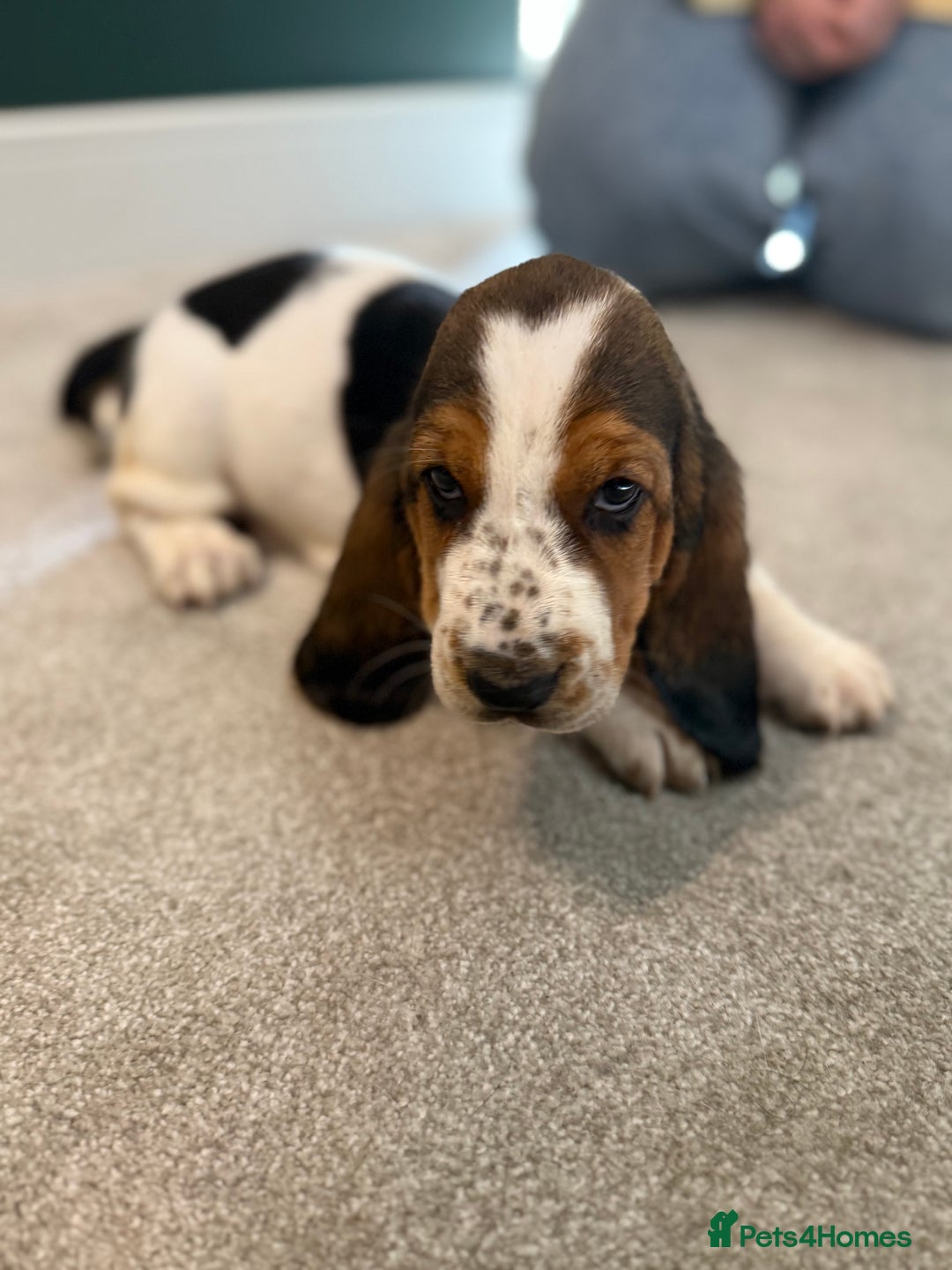 Basset Hound dogs for sale: Beautiful Basset Hound Puppies  - Image 18