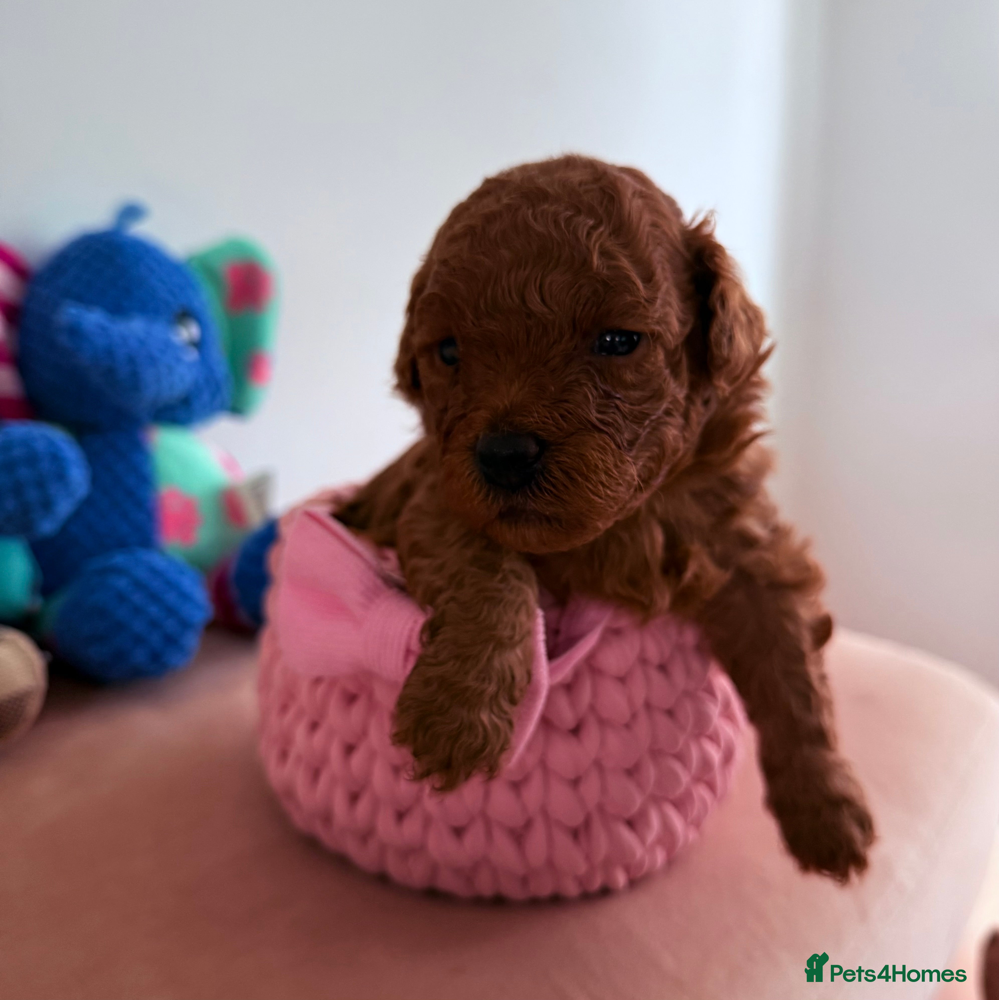 Maltipoo dogs Red mini maltipoo F1b puppies 😍💙💓 - Advert 6