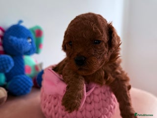 Maltipoo dogs Red mini maltipoo F1b puppies 😍💙💓 - Advert 6