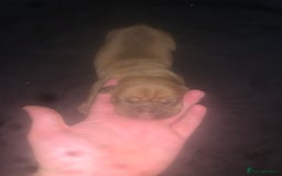 Dogue De Bordeaux dogs for sale: Beautiful dog de Bordeaux puppies full breads  - Image 2