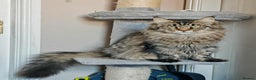Maine Coon cats for sale: Shaded line Maine Coon kittens - Advert 4