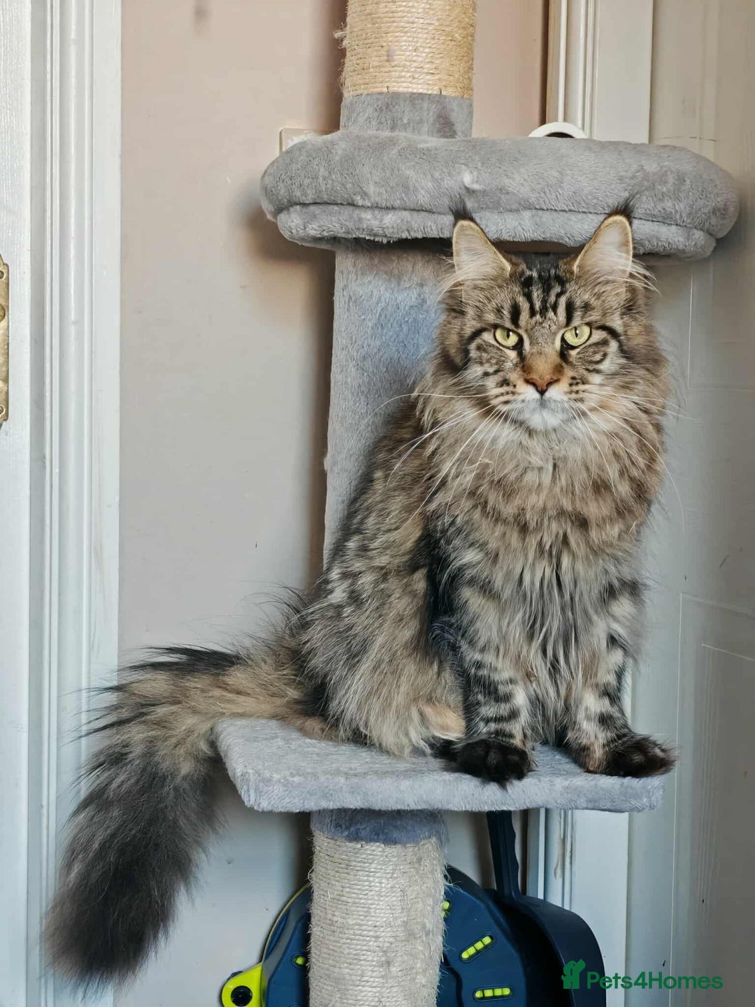 Maine Coon cats for sale: Shaded line Maine Coon kittens - Advert 4