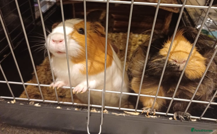 Guinea Pig rodents - Advert 13