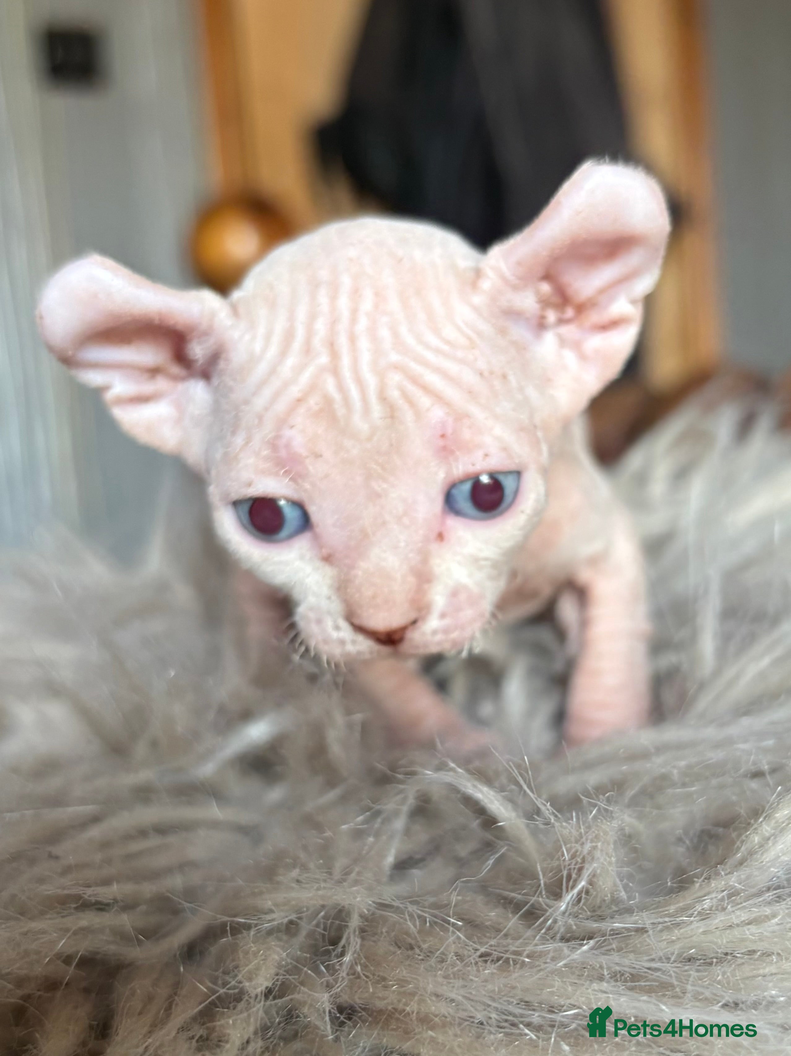 Sphynx cats Rare seal pointed Elf/Dwelf Sphynx kittens - Advert 1