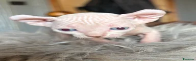 Sphynx Kitten 1