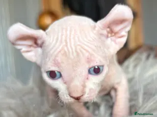 Sphynx cats Rare seal pointed Elf/Dwelf Sphynx kittens - Advert 4