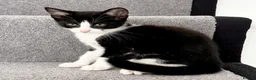 Mixed Breed cats for sale: Beautiful Female Kitten Seeking Loving Home in Romford - Advert 7