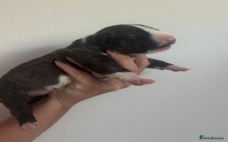 English Bull Terrier dogs for sale: 🏆CH Bloodlines Top Quality English Bull Terriers  - Image 9