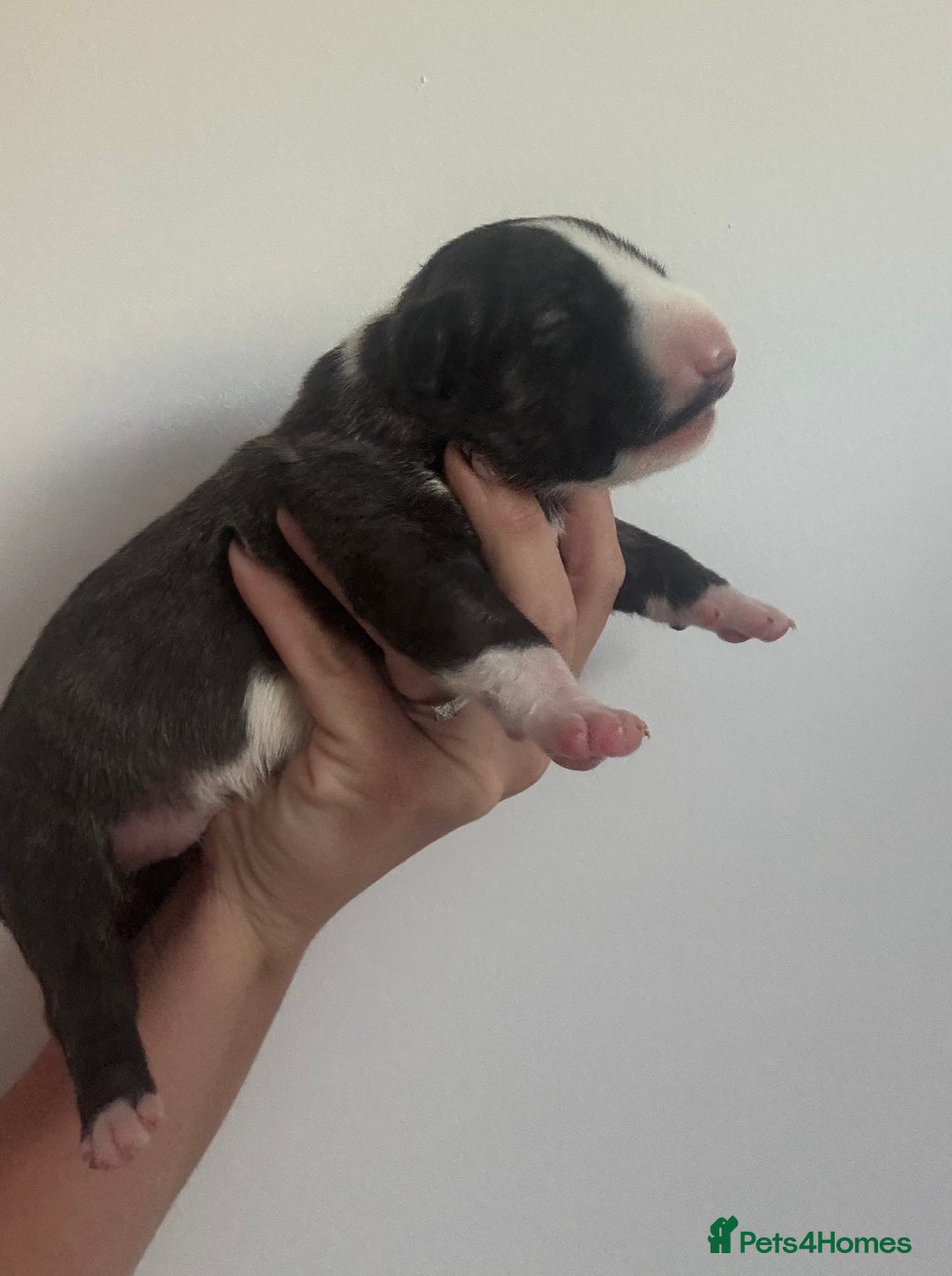 English Bull Terrier dogs for sale: 🏆CH Bloodlines Top Quality English Bull Terriers  - Image 9
