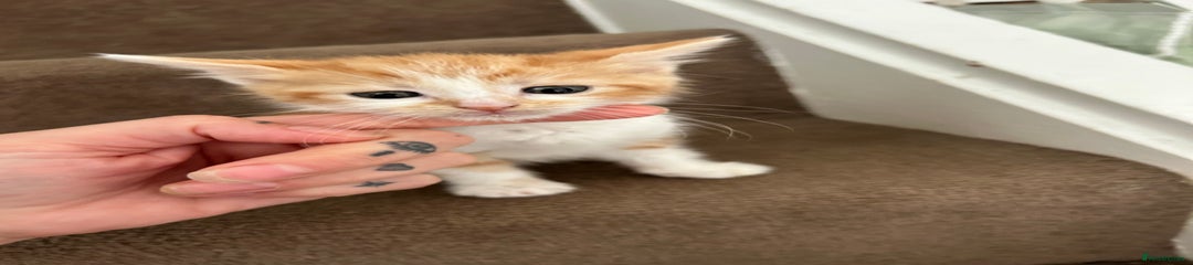 Marmalade 
