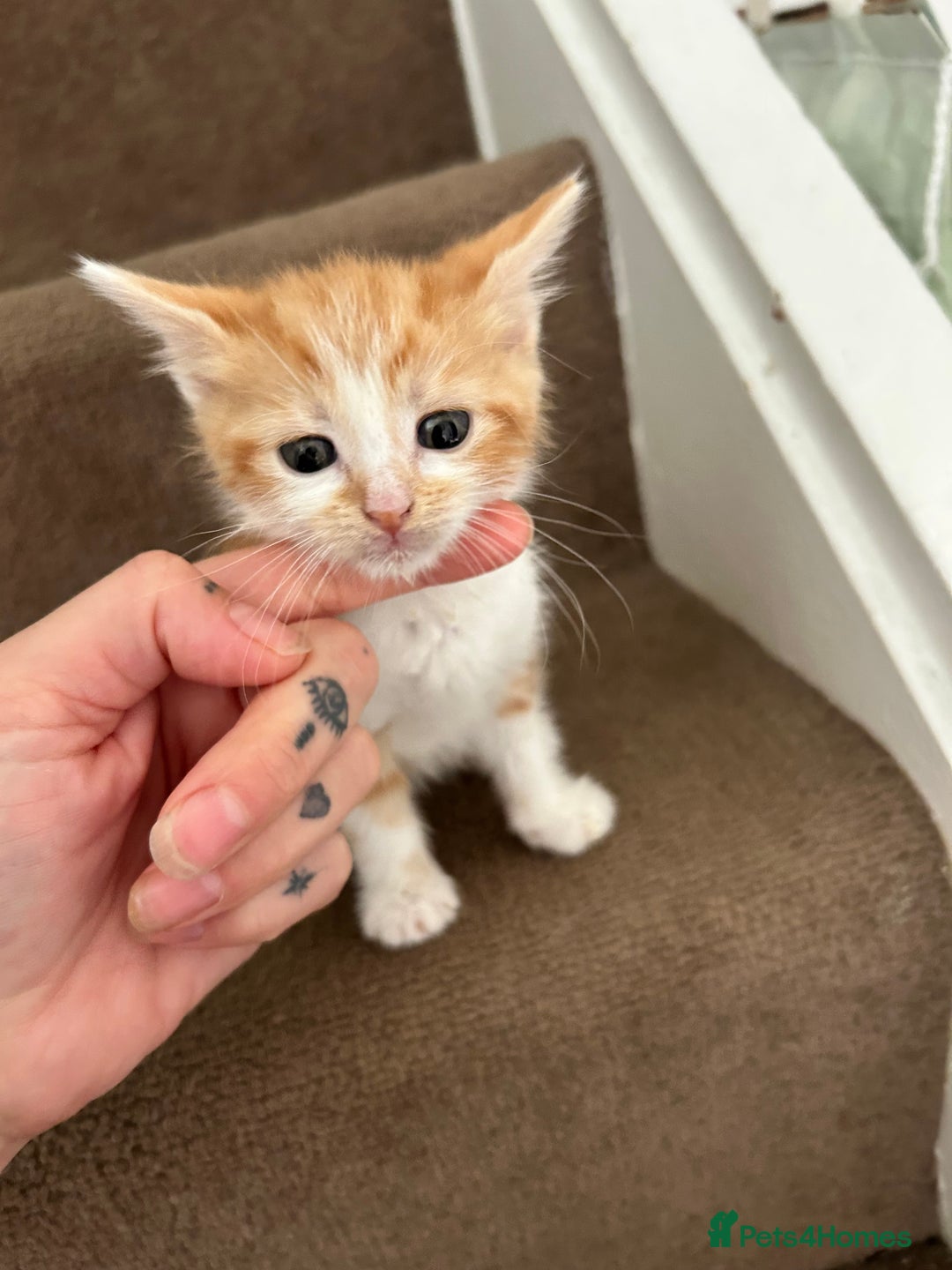 British Shorthair cats for sale: Four beautiful kittens - Image 3