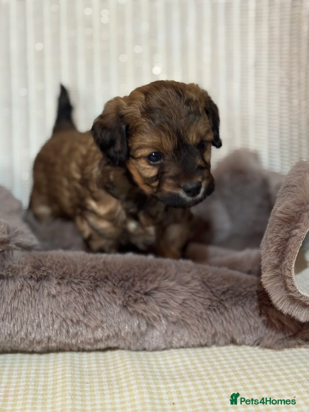 Maltipoo dogs for sale: Maltipoo puppy - Advert 22