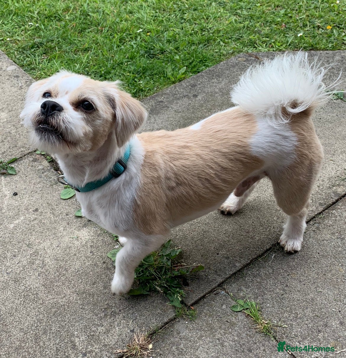 Mixed Breed dogs Buddy Shih Tzu Seeking an Always-Home Companion - Advert 1