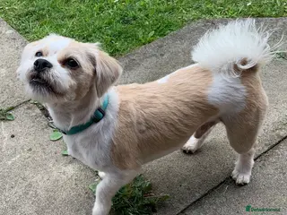Mixed Breed dogs Buddy Shih Tzu Seeking an Always-Home Companion - Advert 1
