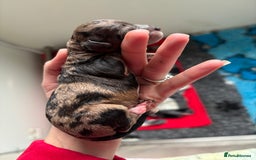 Miniature Poodle dogs for sale: Beautiful health tested miniature poodles  - Image 8