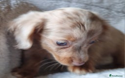 Mixed Breed dogs for sale: Long Haired Dachshund x lilac merle - Image 2