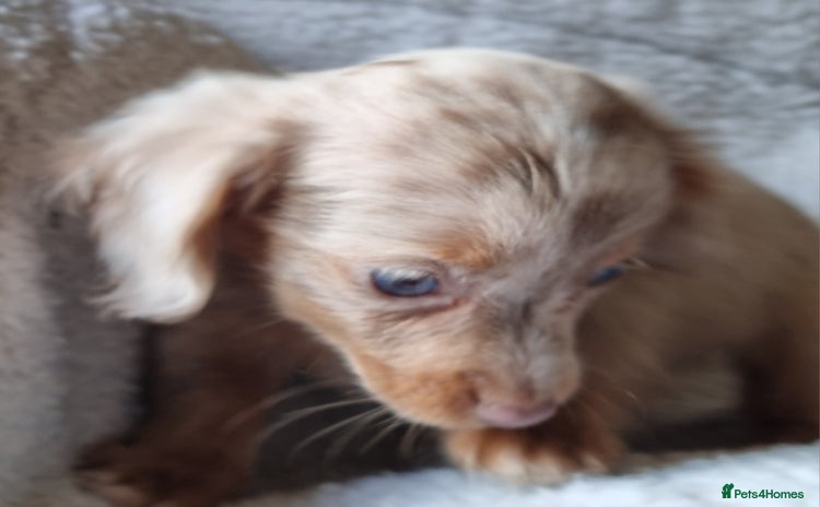 Mixed Breed dogs - Advert 3