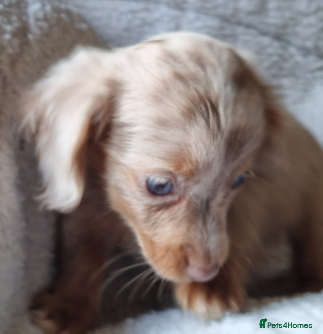 Mixed Breed dogs for sale: Long Haired Dachshund x lilac merle - Image 2