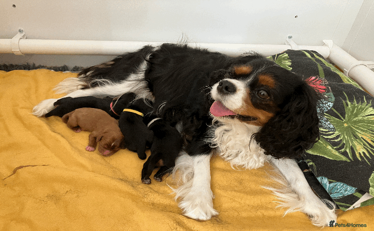 Cavalier King Charles Spaniel dogs - Advert 15