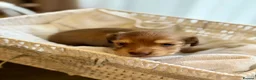 Miniature Dachshund dogs for sale: Cream Long-Haired Miniature Dachshund Puppies! - Advert 7