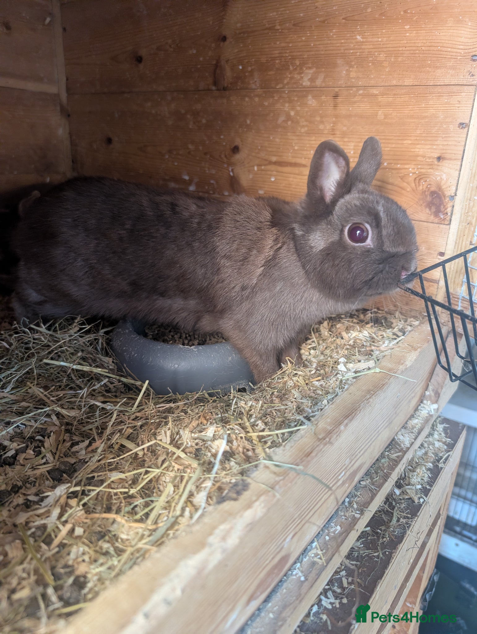 Netherland Dwarf rabbits Netherland dwarf babys  - Advert 2
