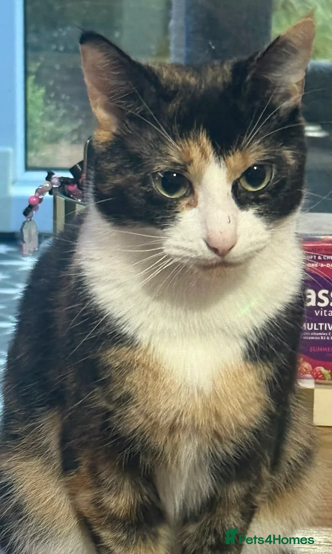 British Shorthair cats for sale: 3 male kittens  in Hastings - Advert 1