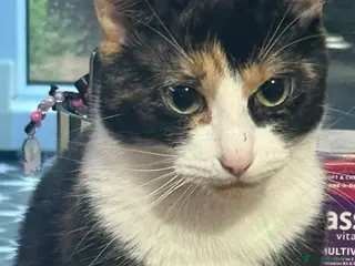 British Shorthair cats 3 male kittens - Advert 2