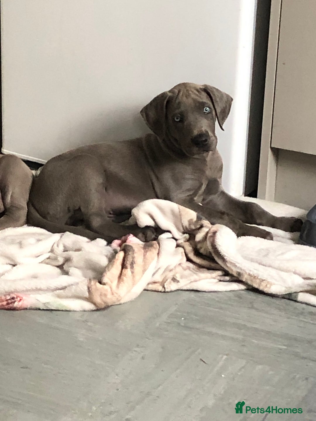 Great Dane dogs for sale: Blue Great Dane puppies - Advert 5