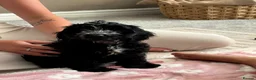 Cocker Spaniel dogs for sale: Cockapoo in Barnsley - Advert 9