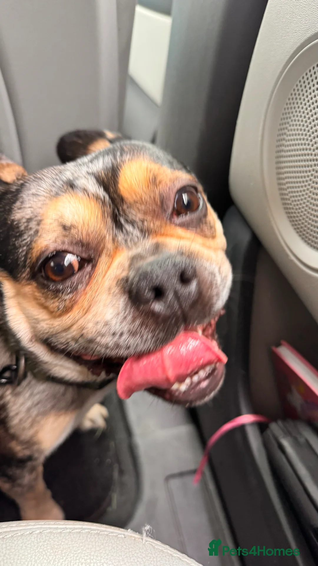 French Bulldog dogs for sale: Male French Bulldog  - Advert 6