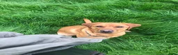 Labrador Retriever dogs for sale: Fox red Labrador puppies for sale - Advert 4