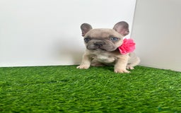 French Bulldog dogs for sale: 5 French bulldog puppy’s  - Image 6