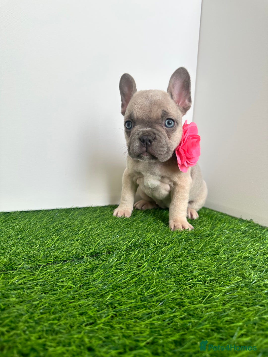 French Bulldog dogs for sale: 5 French bulldog puppy’s  - Image 6