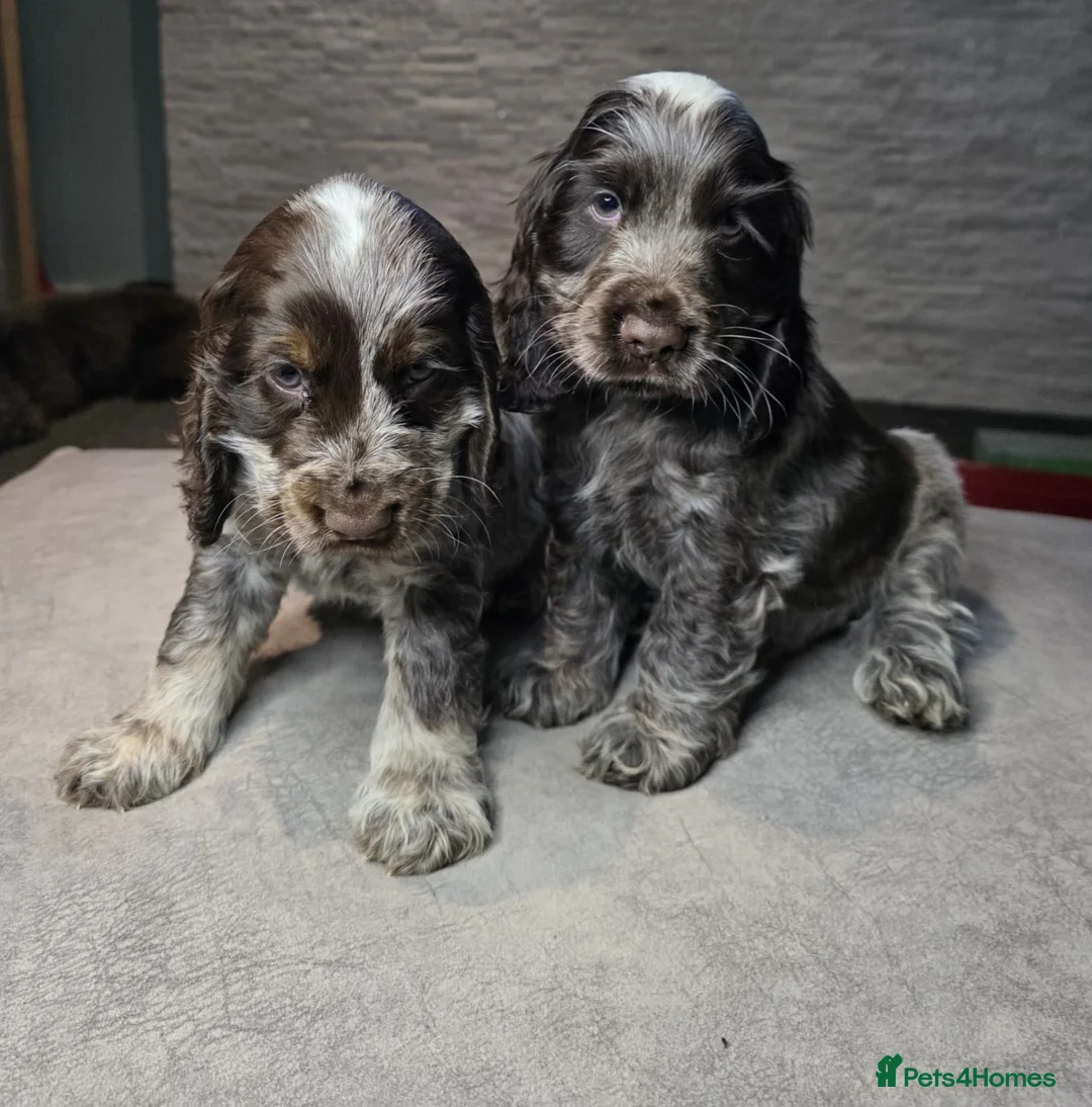 Cocker Spaniel dogs for sale: Show Type Cocker Spaniels Ready to leave now - Advert 39