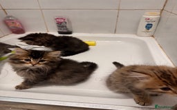 Scottish Fold cats for sale: 5 British Longhair and Scottish Straight kittens  - Image 3