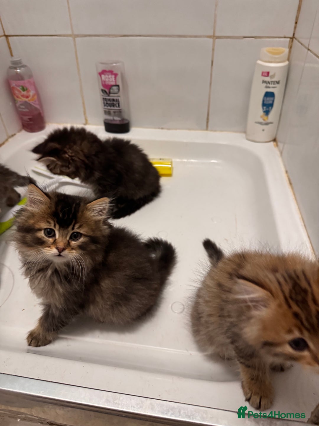 Scottish Fold cats for sale: 5 British Longhair and Scottish Straight kittens  - Image 3