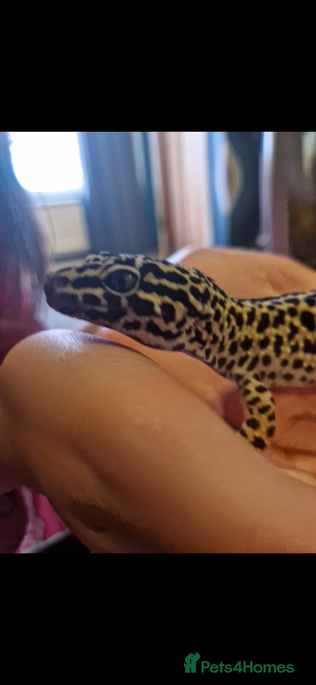 Leopard Gecko reptiles for sale: 5 year old male leopard gecko  - Image 10