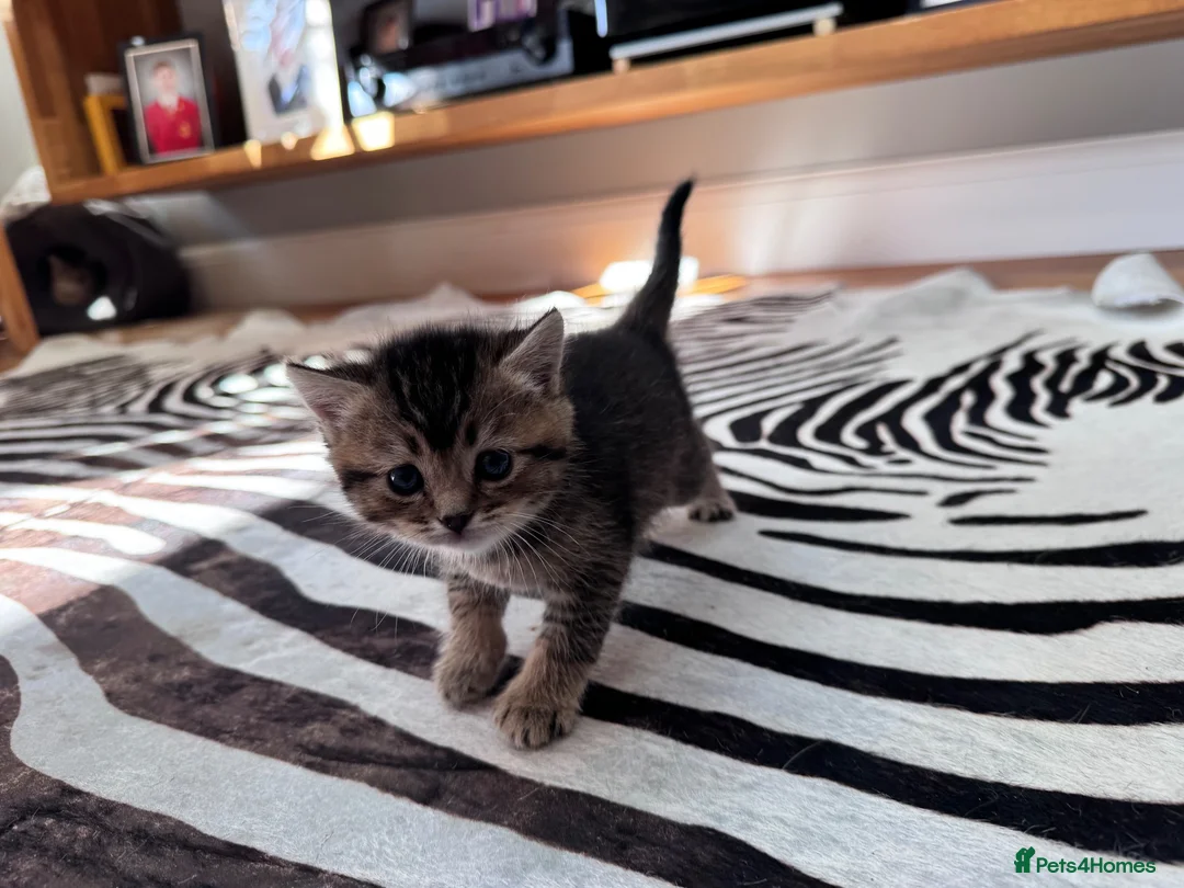 Mixed Breed cats for sale: Beautiful British Shorthair Cross Kittens - Advert 11