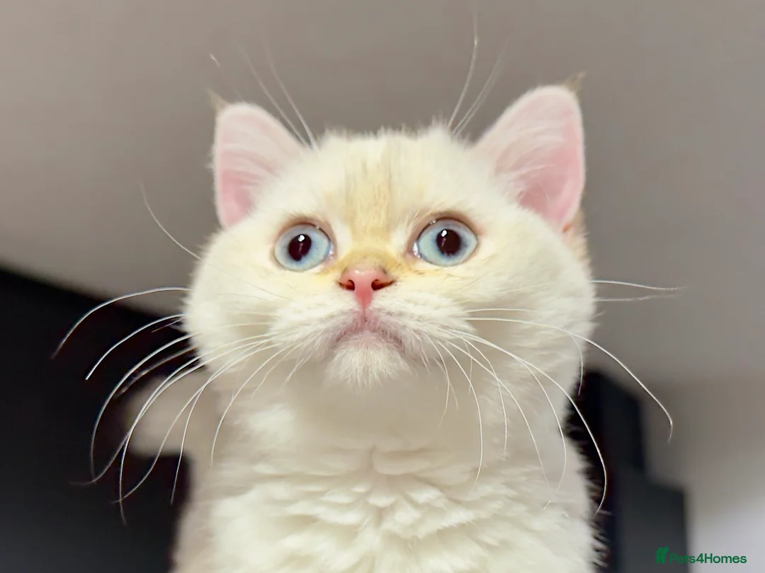 British Shorthair cats for sale: ✨🐾 Golden White BSH 🐾✨ - Advert 2
